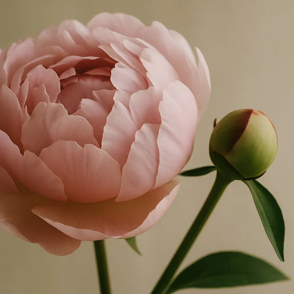 Blush Peony & Suede - Diffuser - Delune
