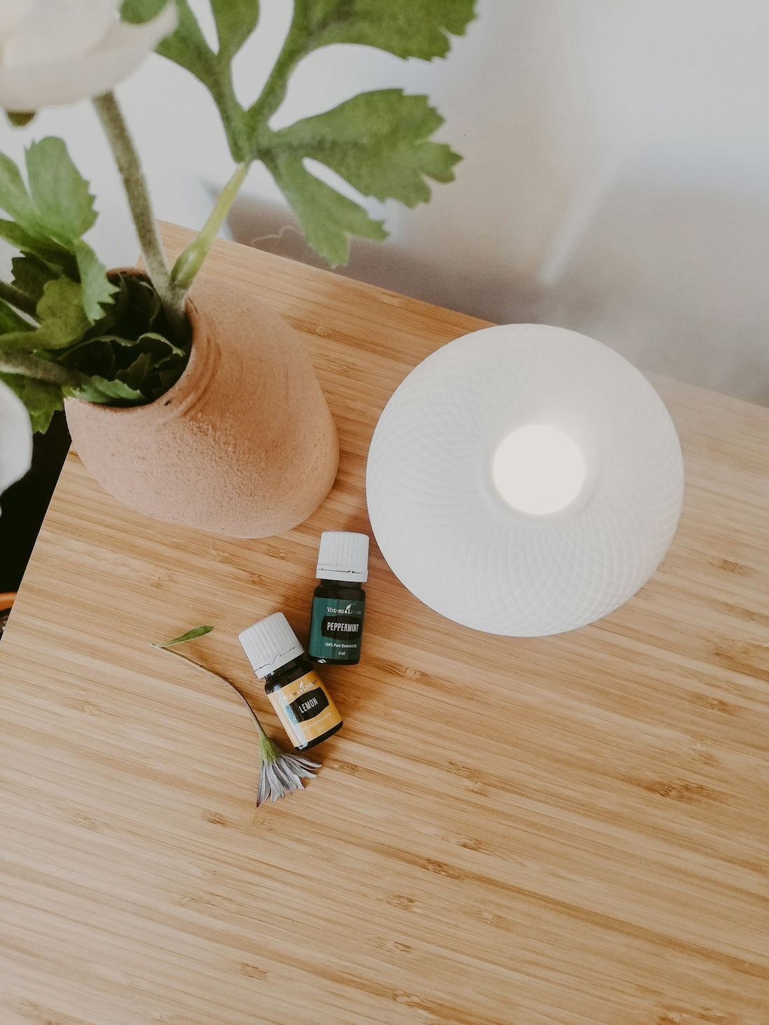 green plant on white ceramic pot