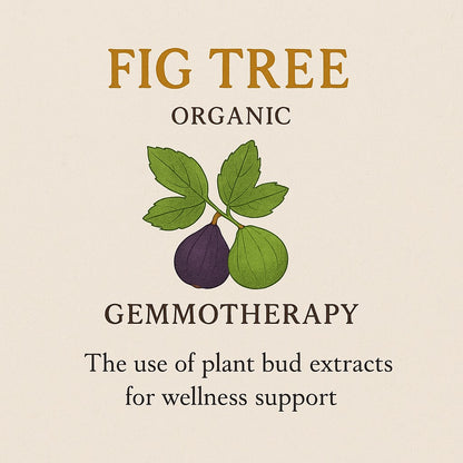 Fig Tree Organic Gemmotherapy